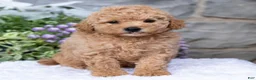 Havapoo dogs for sale: Asher  - Ad 1