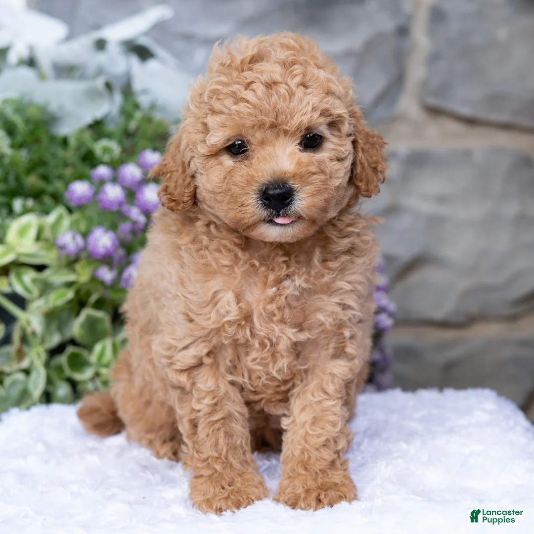 Havapoo dogs for sale: Asher  - Ad 1
