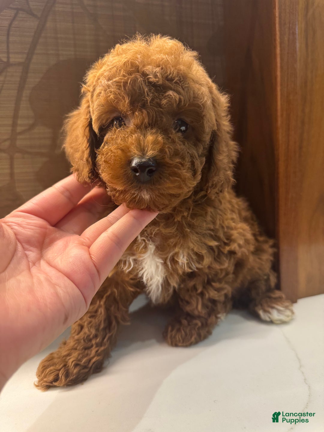 Toy Poodle dogs for sale: Rusty - Ad 1