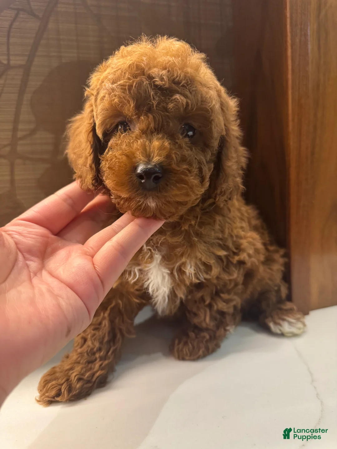 Toy Poodle dogs for sale: Rusty - Ad 1