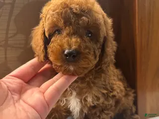 Toy Poodle dogs Rusty - Ad 28