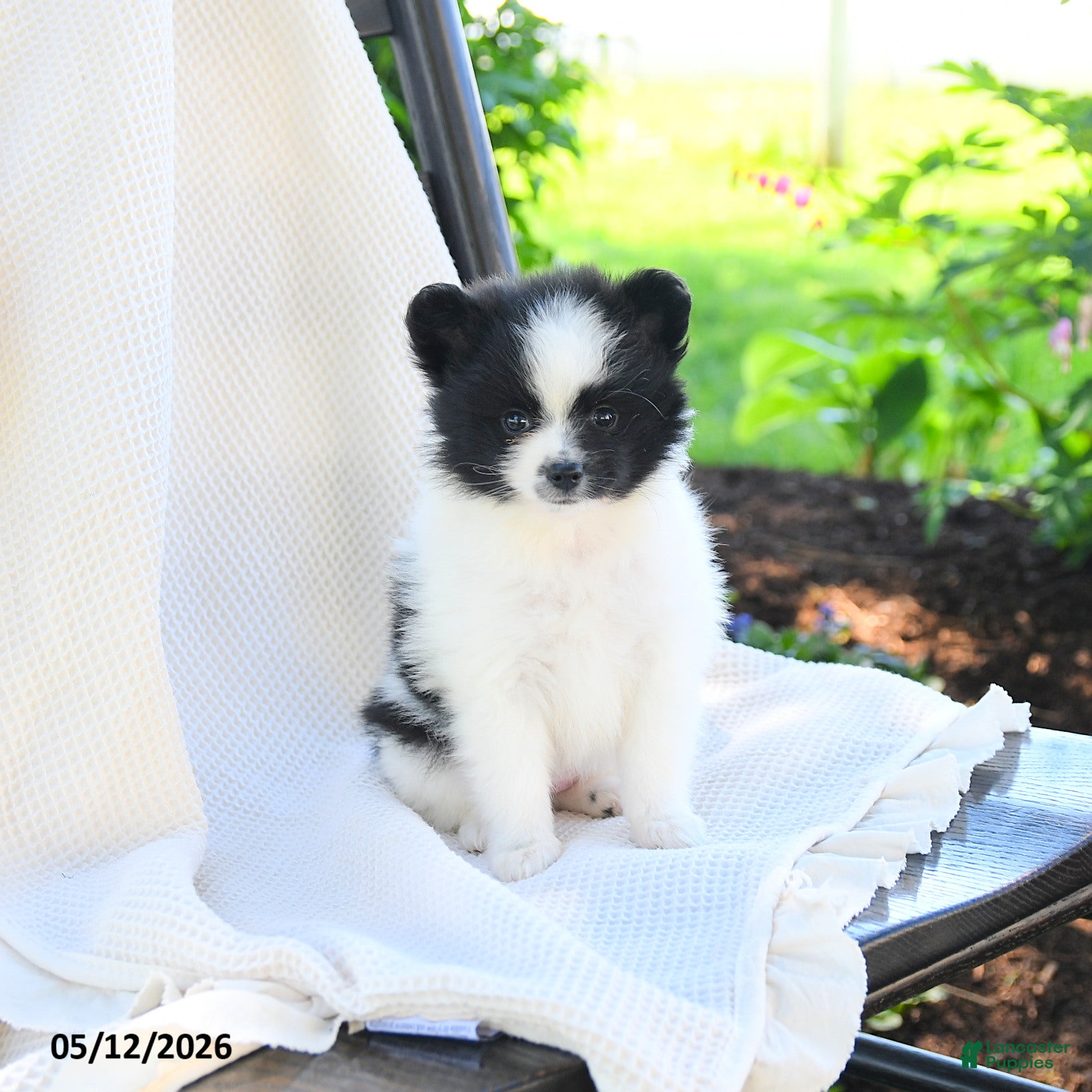 Pomeranian dogs Willow  - Ad 2