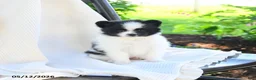 Pomeranian dogs for sale: Willow  - Ad 2