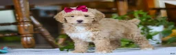 Miniature Poodle dogs for sale: Chloe - Ad 5