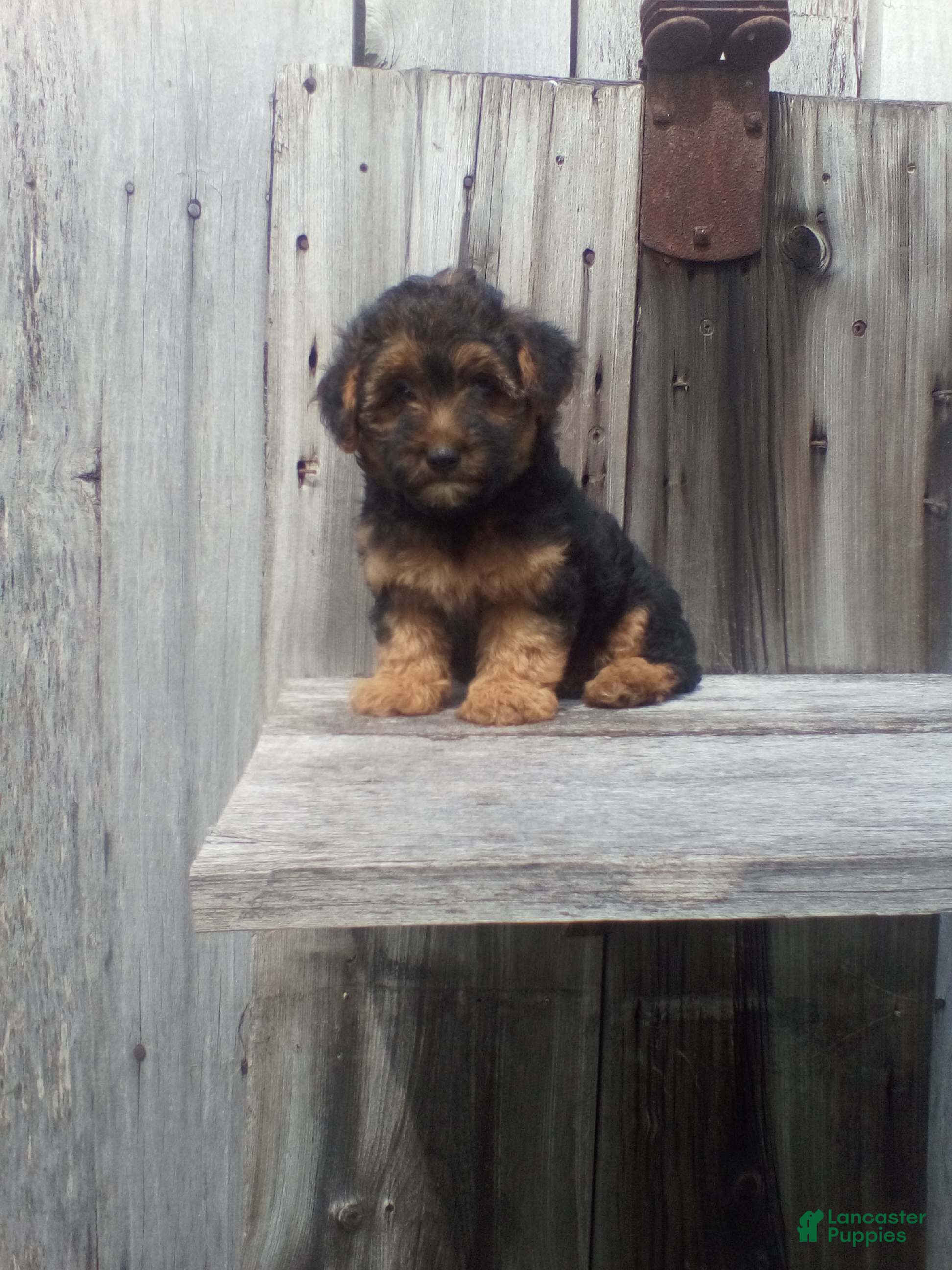 Yorkiepoo dogs Teddy - Ad 1