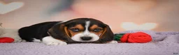 Beagle dogs for sale: OSCAR - Ad 4