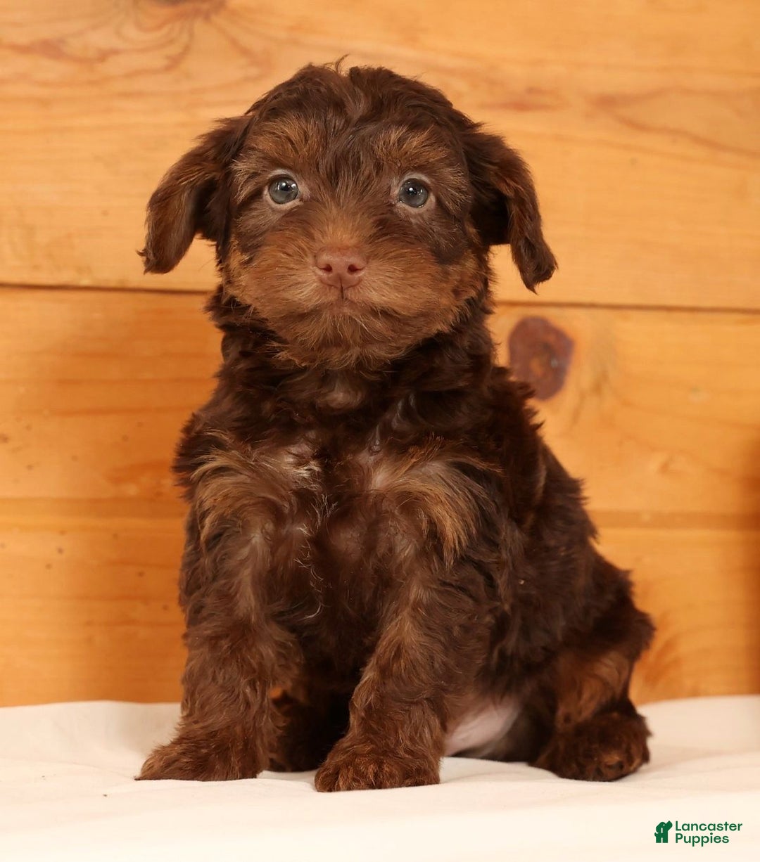 Yorkiepoo dogs for sale: Drew - Ad 2