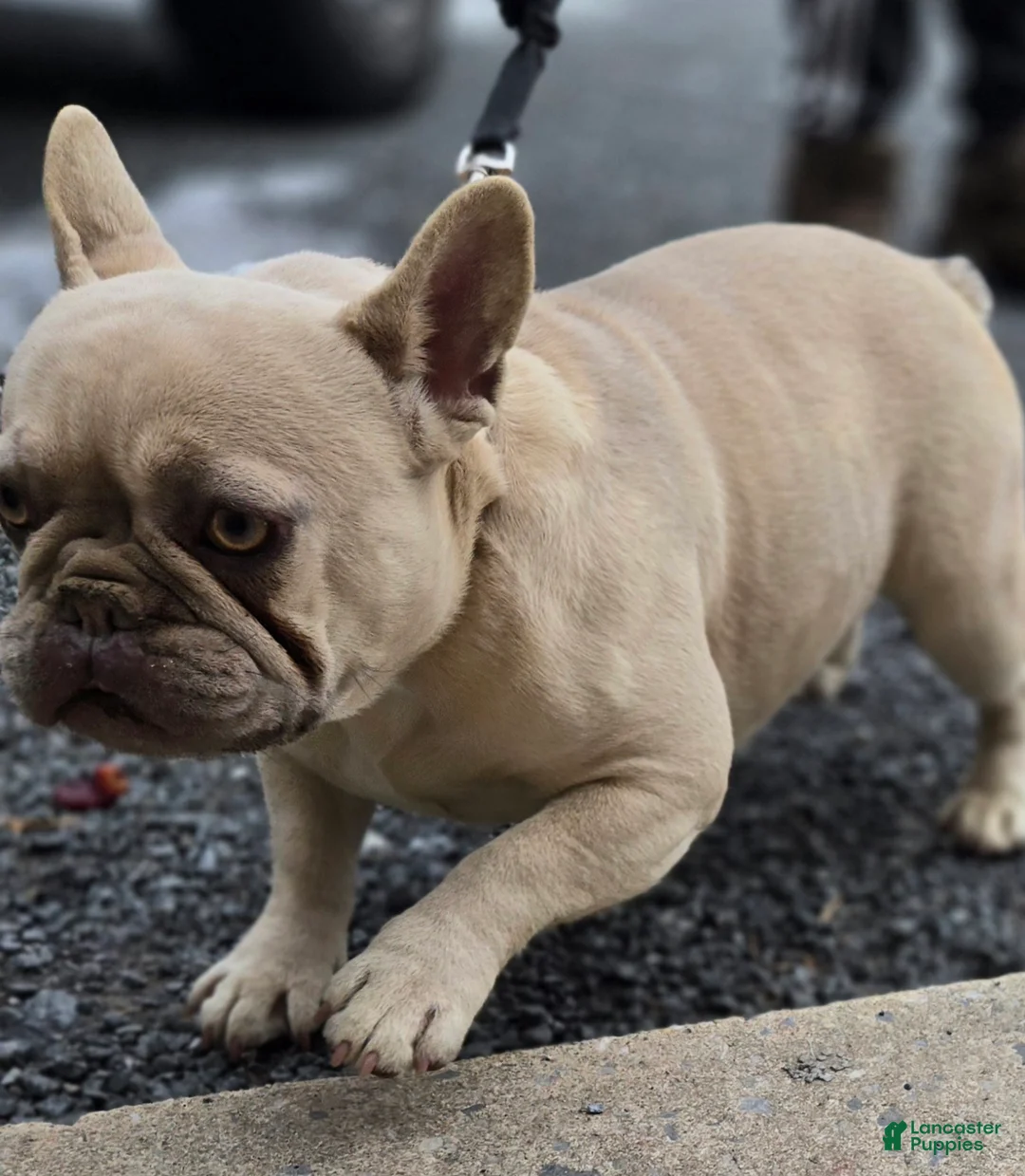 French Bulldog dogs for sale: French Bulldog Puppy 2 - Ad 5