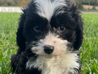 Cavapoo dogs - Ad 36