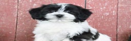 Teddy Bear dogs for sale: Luella - Ad 3
