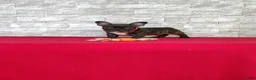 Frenchton dogs for sale: Brady - Ad 5