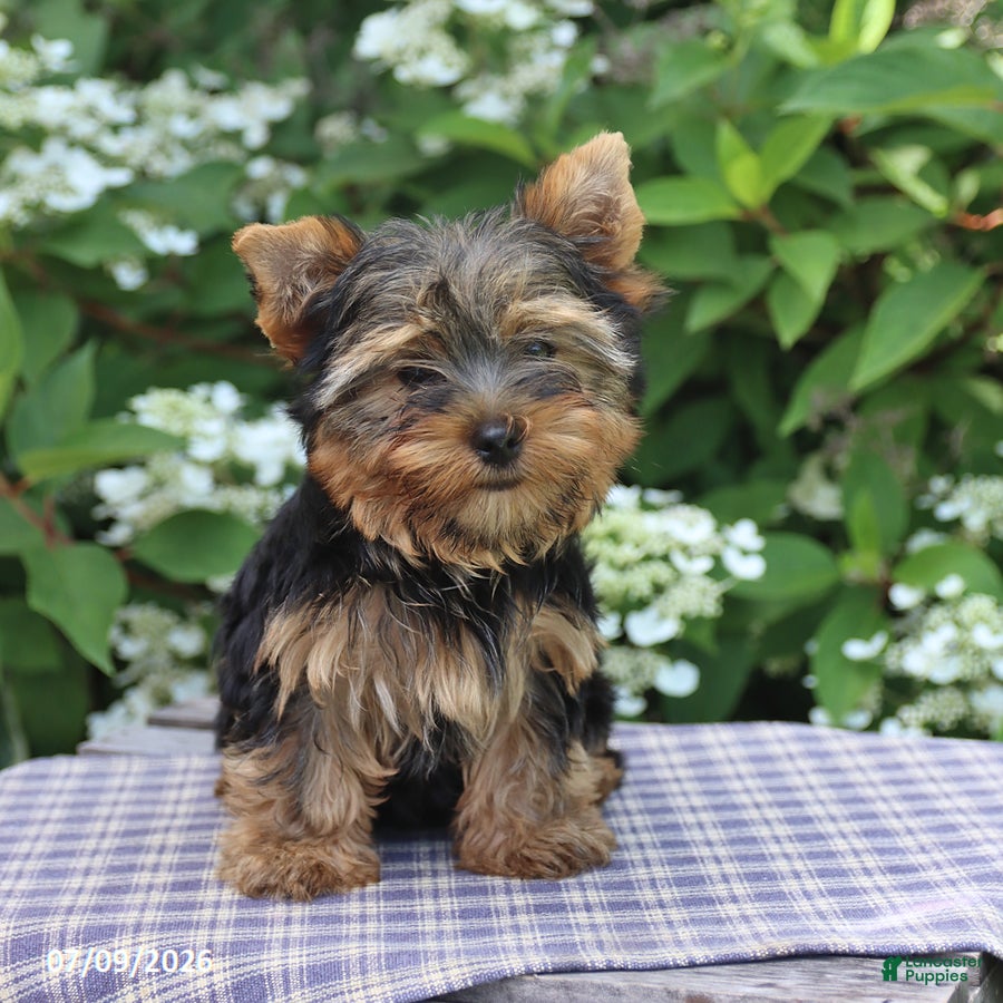 Yorkshire Terrier dogs Honey - Ad 1