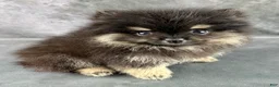 Pomeranian dogs for sale: Zeke AKC  - Ad 4