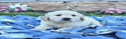 Golden Retriever dogs for sale: Bailey - Ad 3