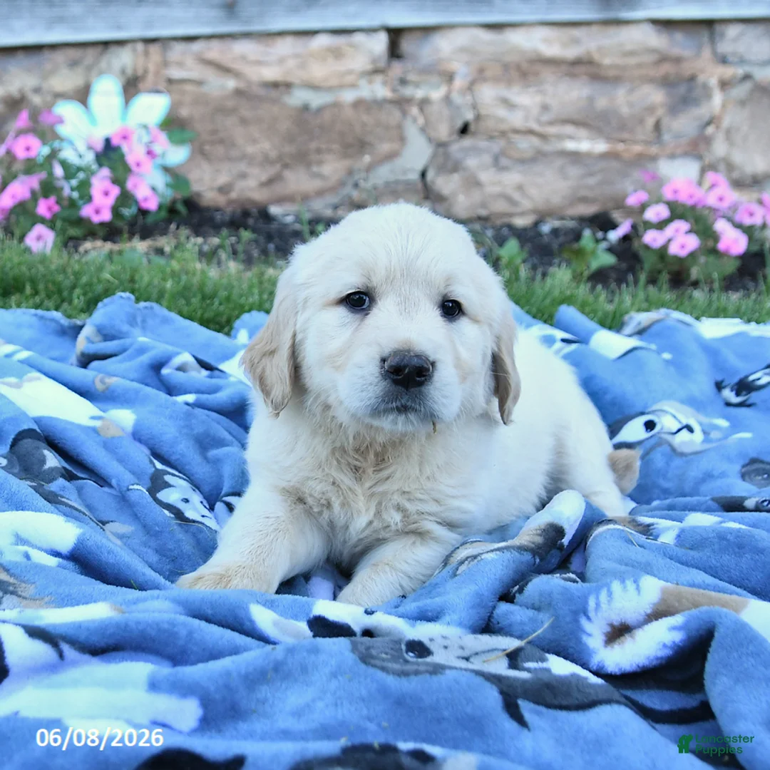 Golden Retriever dogs for sale: Bailey - Ad 3