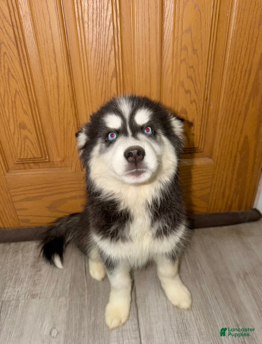 Siberian Husky dogs for sale: Siberian Husky Puppy 1 - Ad 3