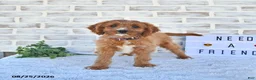 Cavapoo dogs for sale: Carma - Ad 5