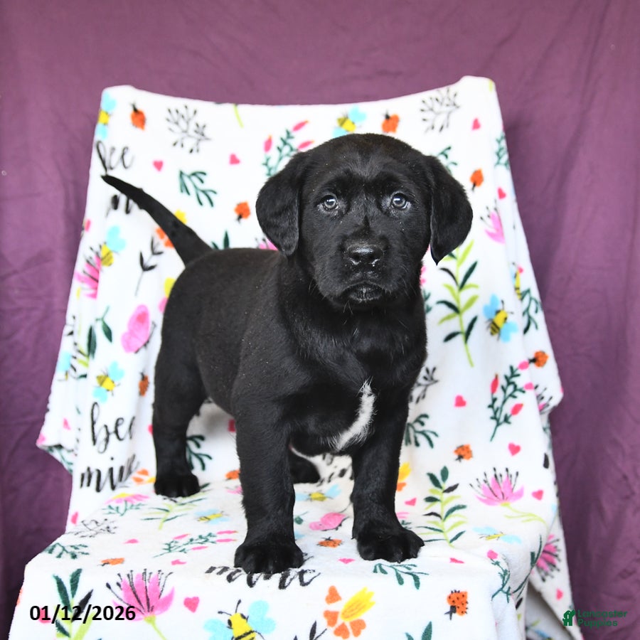 Labrador Retriever dogs Parker - Ad 10