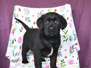 Labrador Retriever dogs Parker - Ad 10
