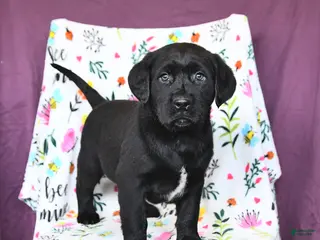 Labrador Retriever dogs Parker - Ad 34