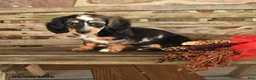 Dachshund dogs for sale: Britney - Ad 1