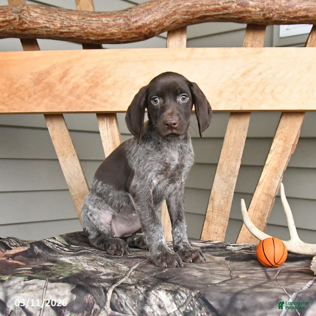 German Shorthaired Pointer dogs for sale: Wanda - Ad 2