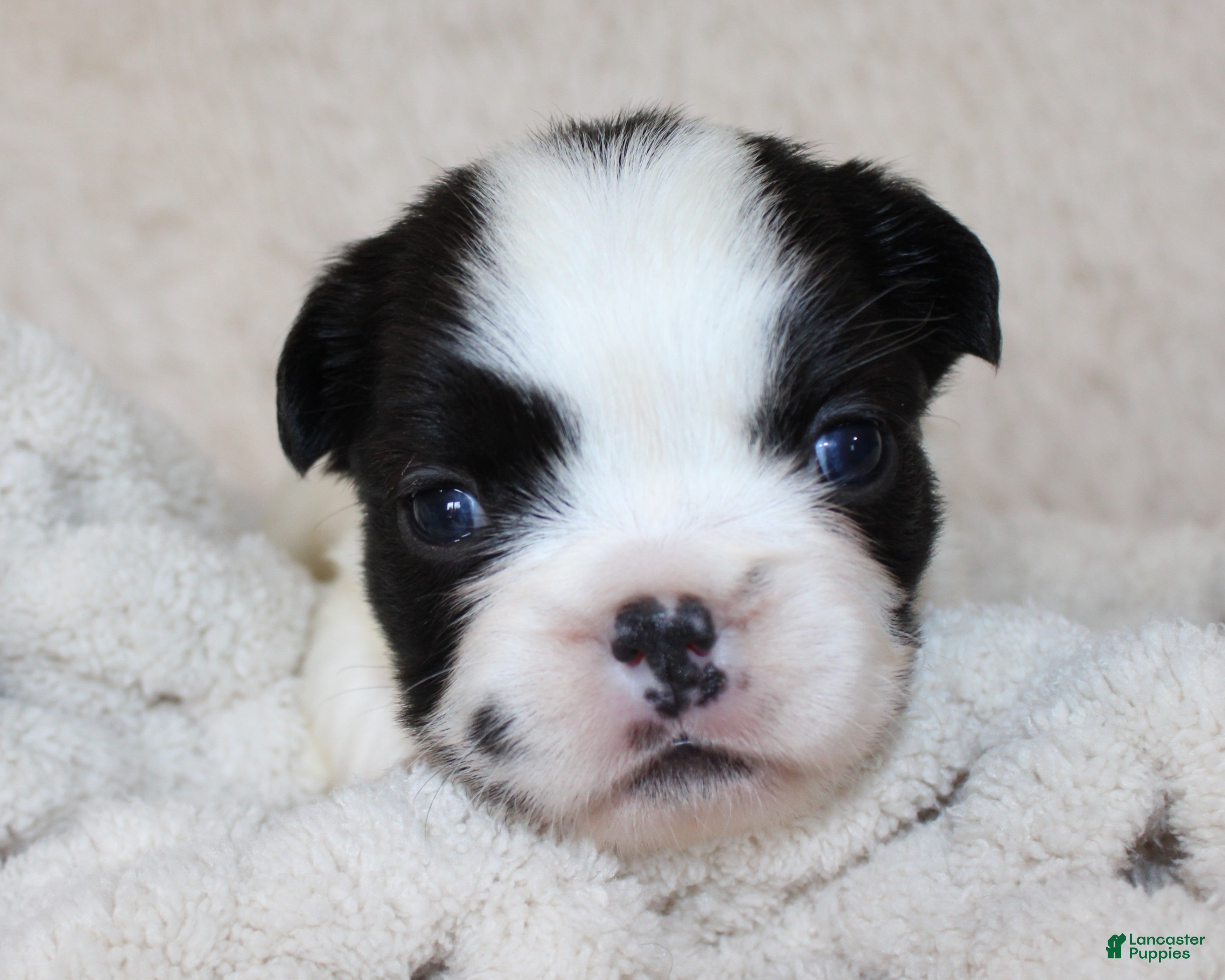 French Bulldog dogs Fluffy Lucy - Ad 2