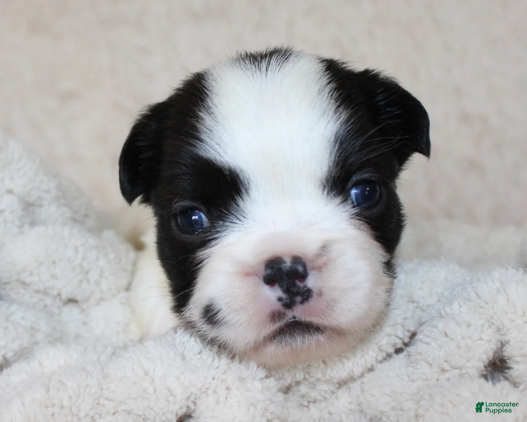 French Bulldog dogs for sale: Fluffy Lucy - Ad 2