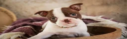 Boston Terrier dogs for sale: Crickett - Ad 8