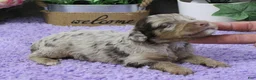 Cavapoo dogs for sale: #3 Male (Dawn's) - Ad 1
