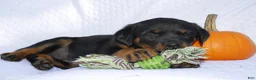 Rottweiler dogs for sale: Hank - Ad 5