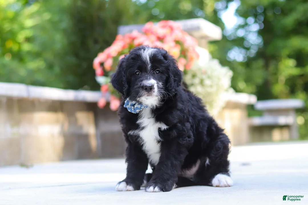 Bernedoodle dogs for sale: Blake - Ad 2