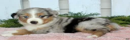 Miniature Australian Shepherd dogs for sale: Miniature Australian Shepherd 4 - Ad 3