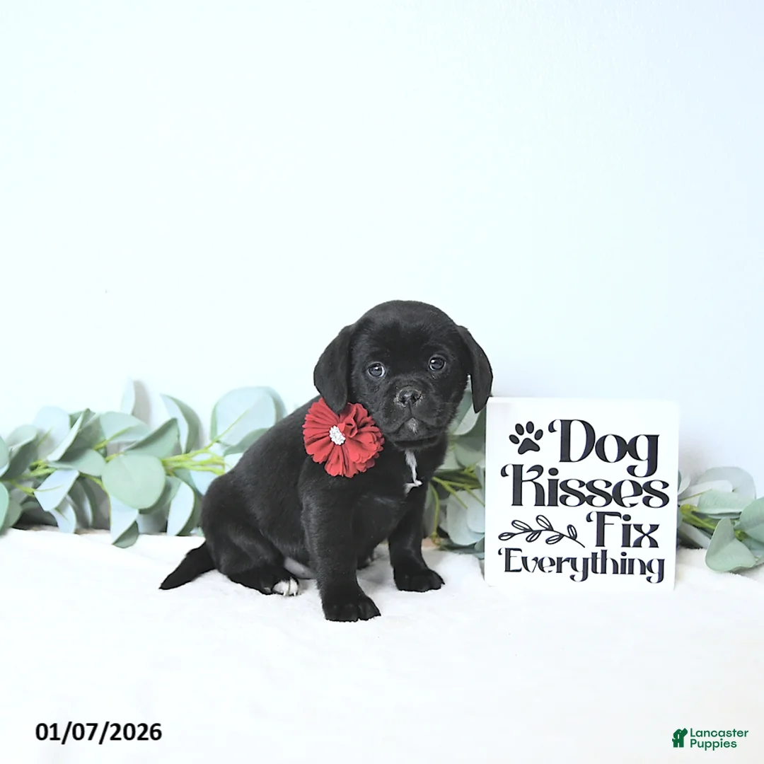 Puggle dogs for sale: Gabby - Ad 5