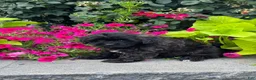 Lhasapoo dogs for sale: Alfred - Ad 5