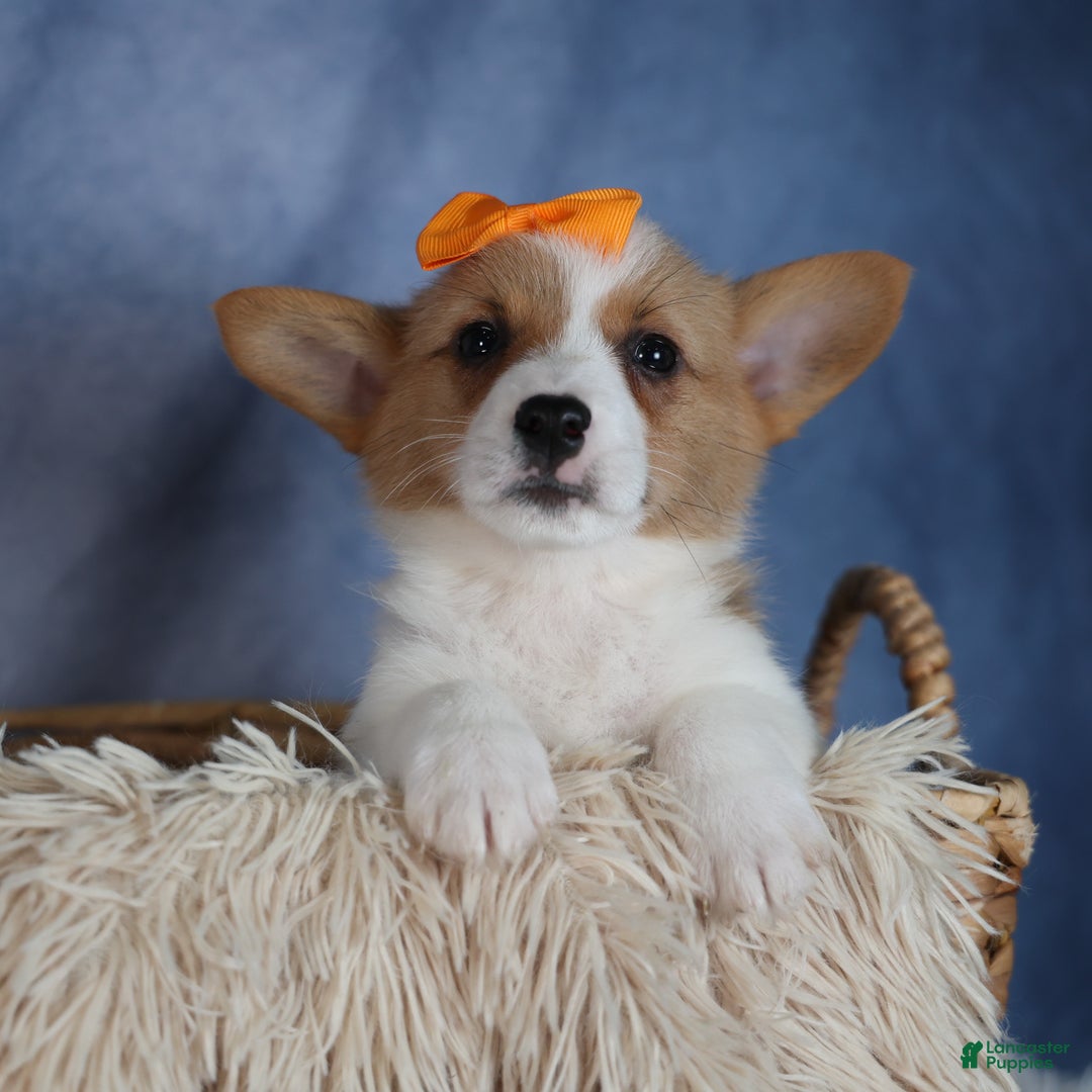 Welsh Corgi Pembroke dogs for sale: Duke - Ad 7