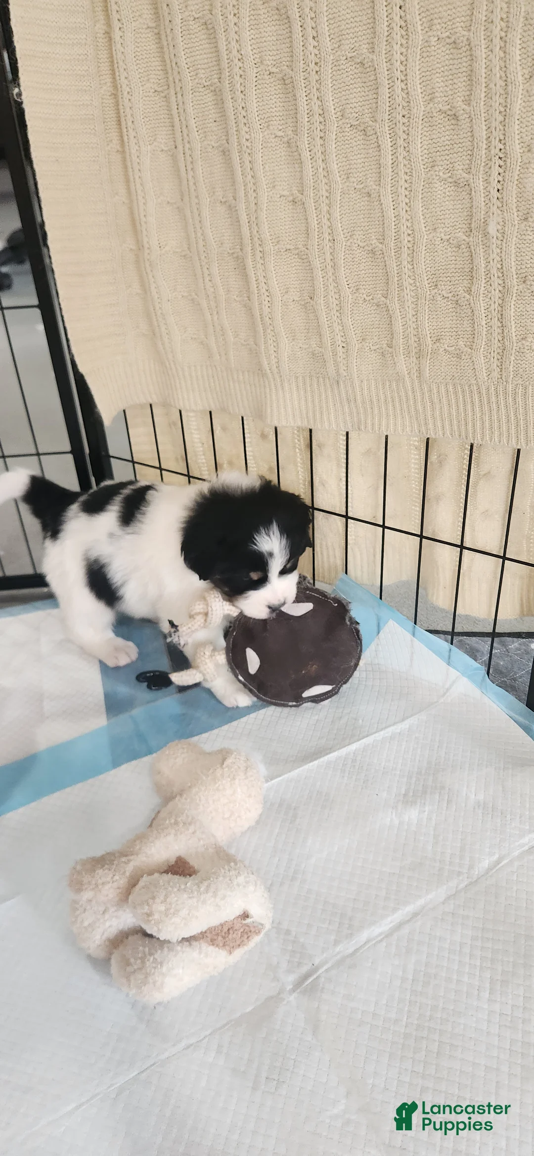 Mixed Breed dogs for sale: Mixed Breed Puppy 2 - Ad 1