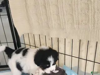 Mixed Breed dogs Mixed Breed Puppy 2 - Ad 15