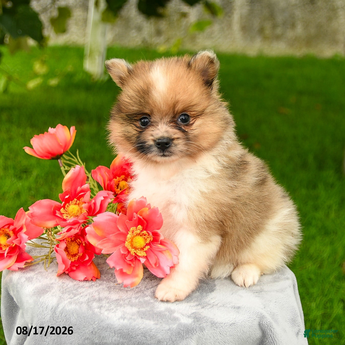 Pomeranian dogs Lucas - Ad 1