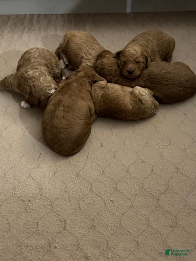 Gallery Image {{count}}