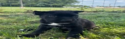 Cane Corso dogs for sale: Bear - Ad 3