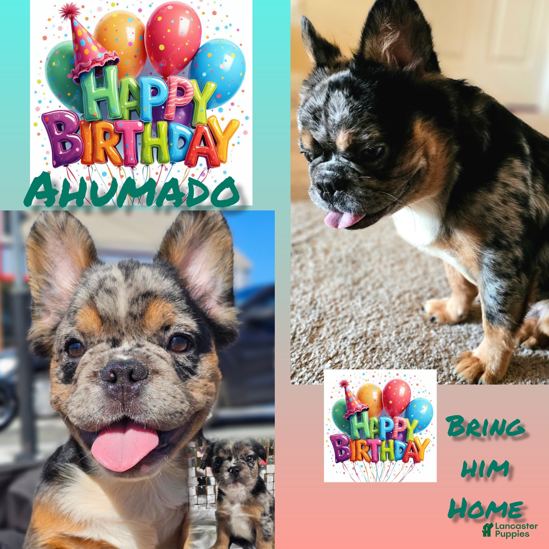 French Bulldog dogs Ahumado, the bold charmer 🐾 - Ad 26