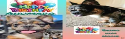 French Bulldog dogs for sale: Ahumado, the bold charmer 🐾 - Ad 1