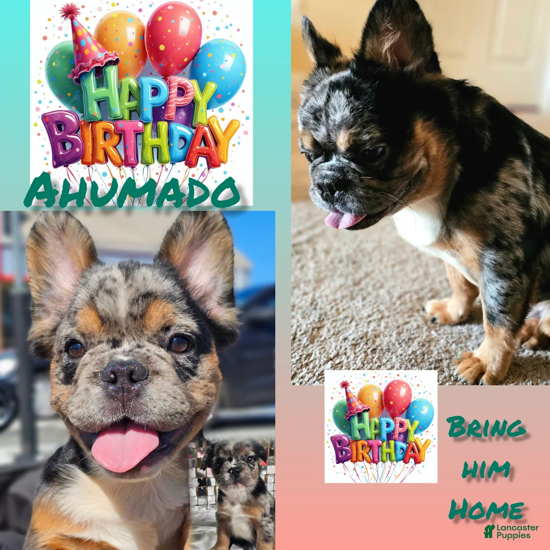 French Bulldog dogs for sale: Ahumado, the bold charmer 🐾 - Ad 1