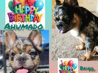French Bulldog dogs Ahumado, the bold charmer 🐾 - Ad 19