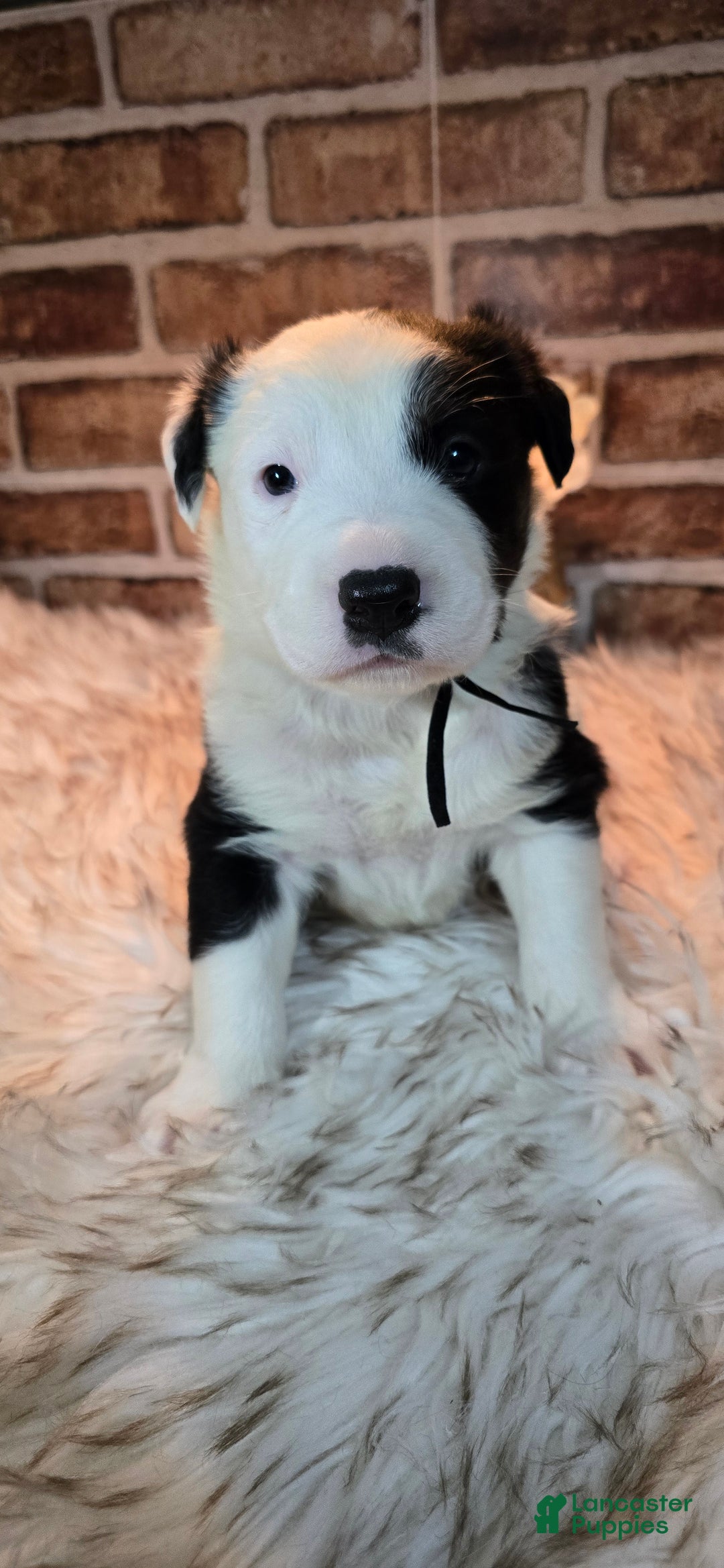 Mixed Breed dogs for sale: Milo - Ad 12