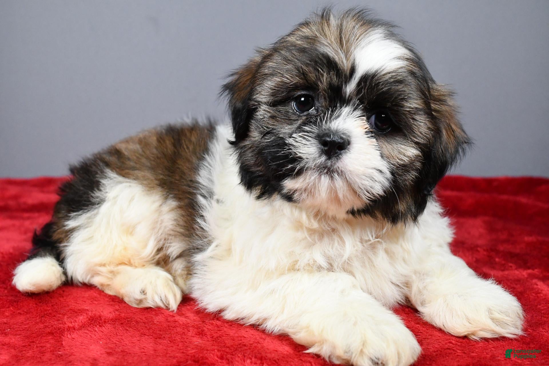 Shih Tzu dogs Tucker - Ad 1