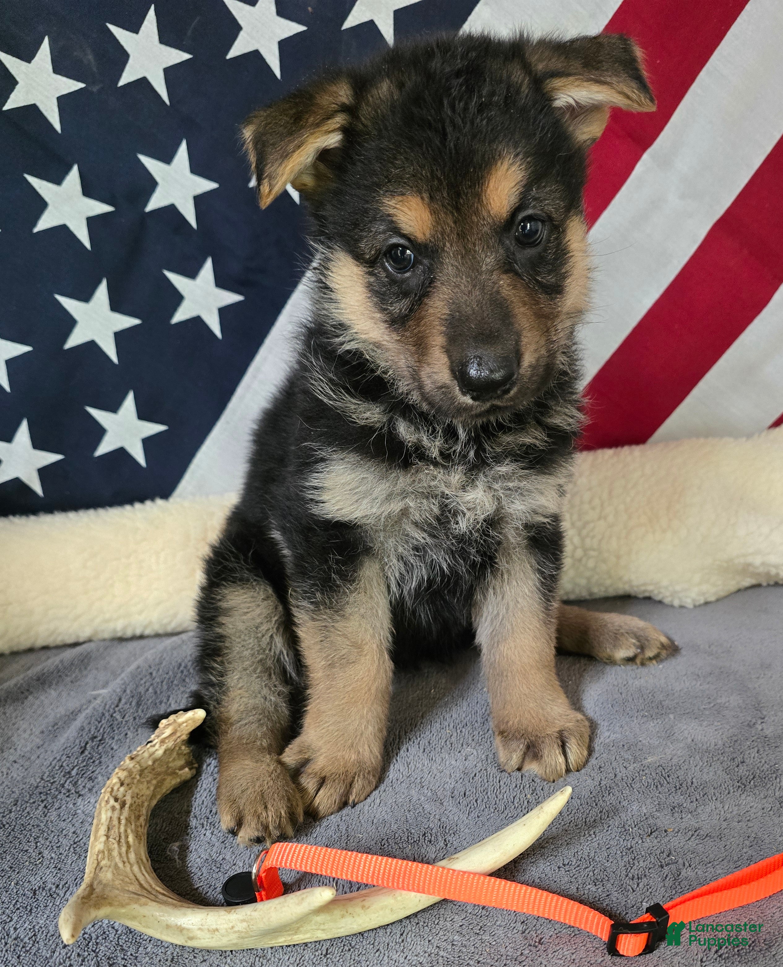 German Shepherd dogs German Shepherd Puppy Orange Collar - Ad 1