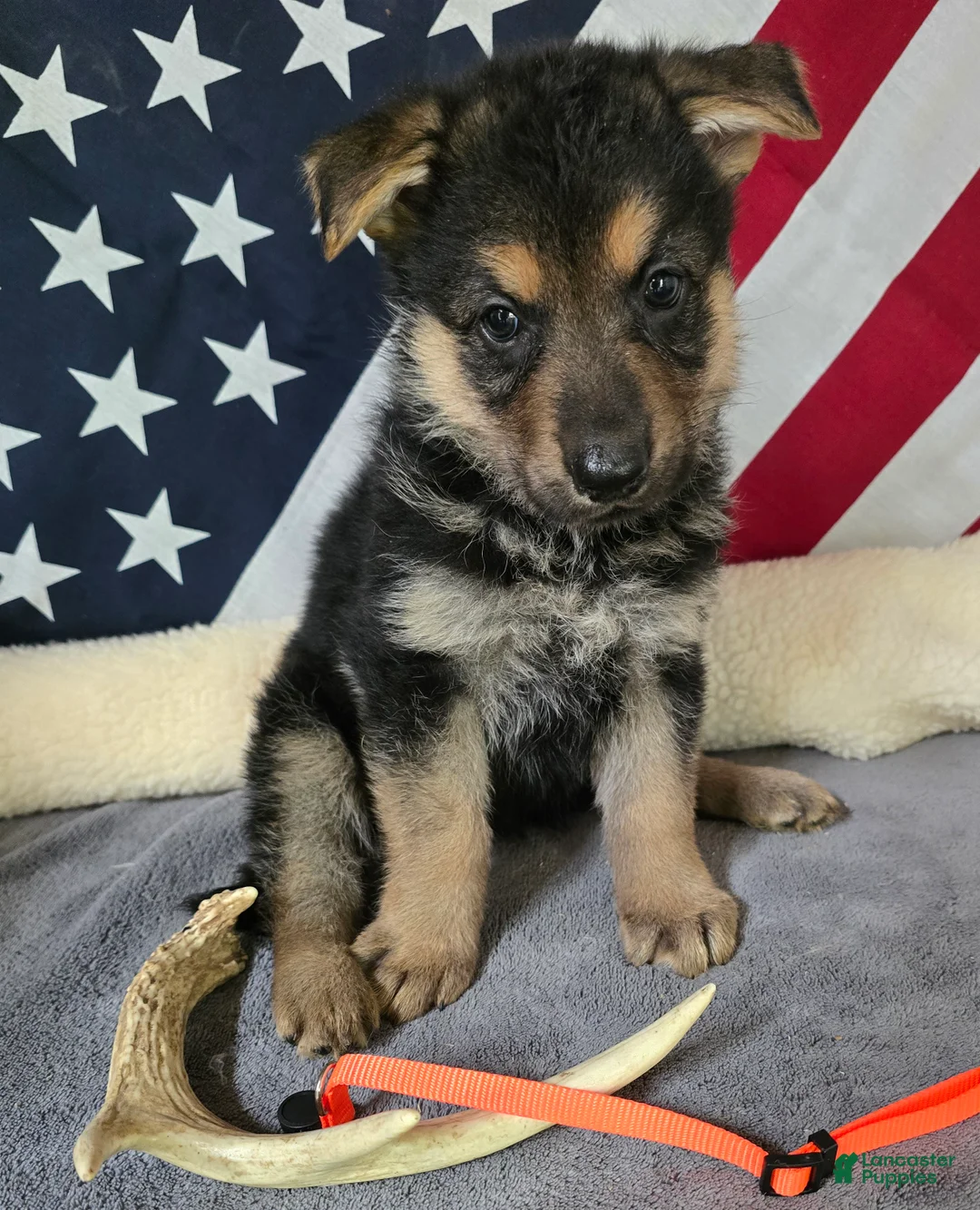 German Shepherd dogs for sale: German Shepherd Puppy Orange Collar - Ad 1