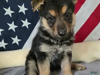 German Shepherd dogs for sale: German Shepherd Puppy Orange Collar - Ad 4